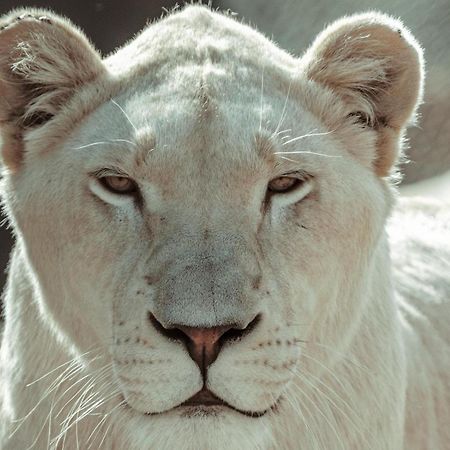 Lions View Accommodation Mbombela Esterno foto