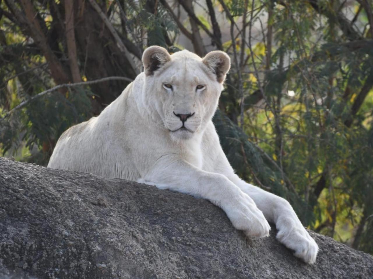 Lions View Accommodation Mbombela Esterno foto