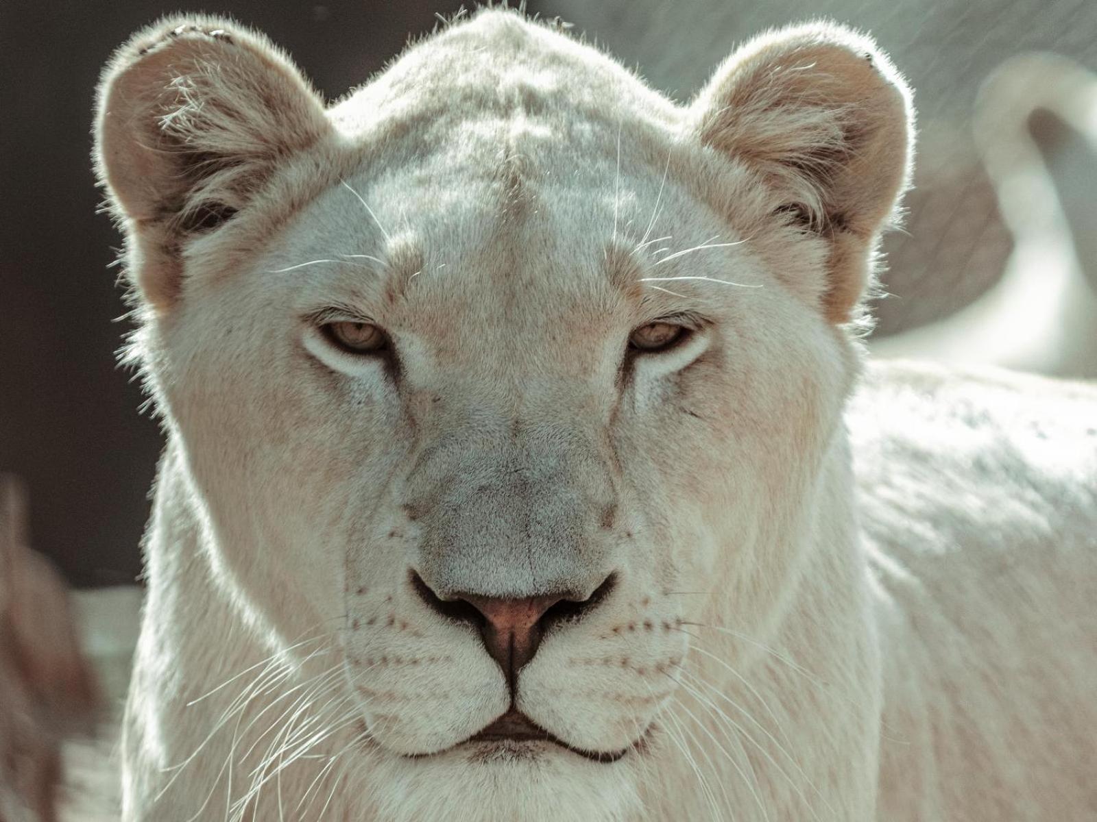 Lions View Accommodation Mbombela Esterno foto