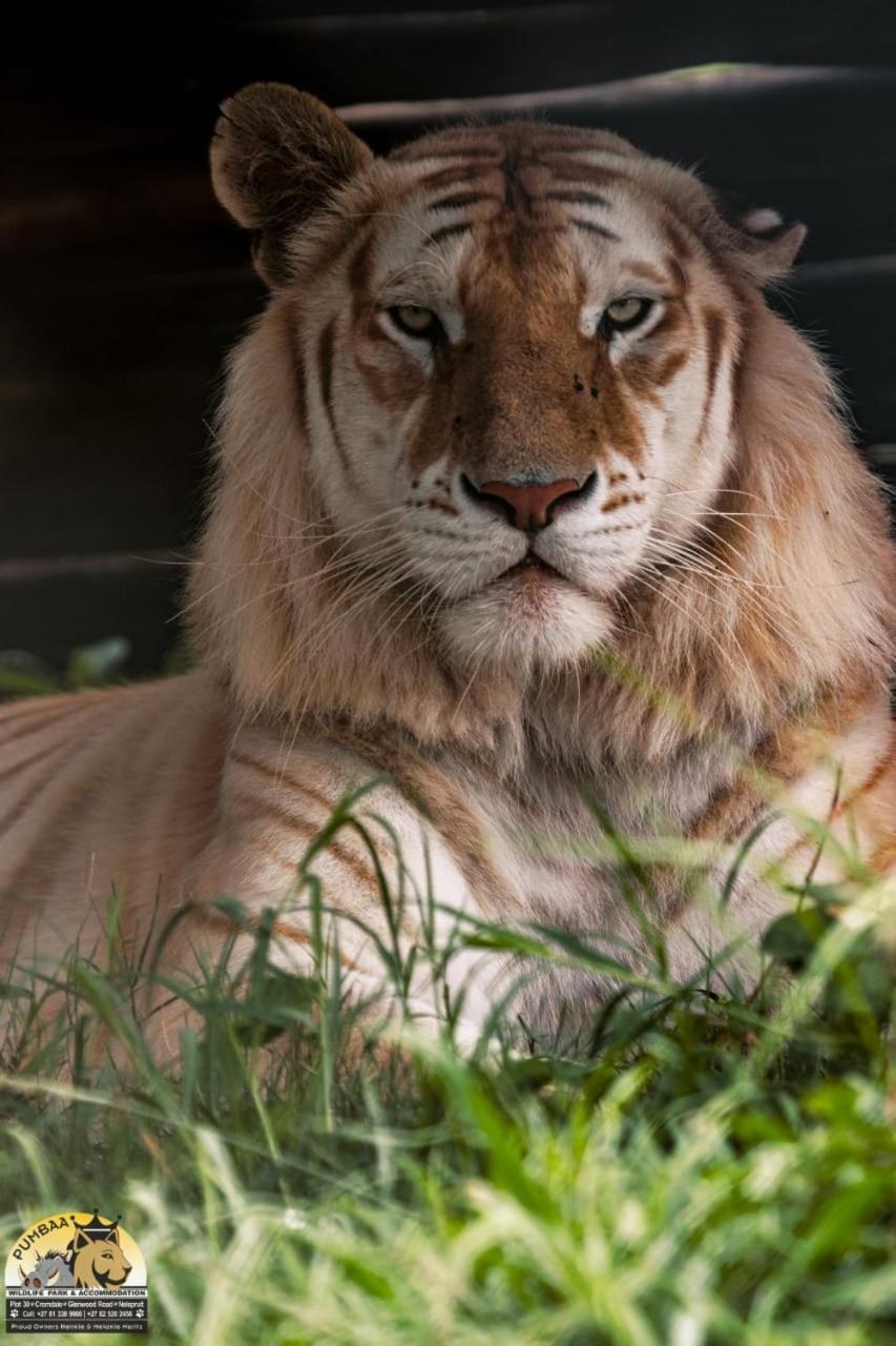 Lions View Accommodation Mbombela Esterno foto