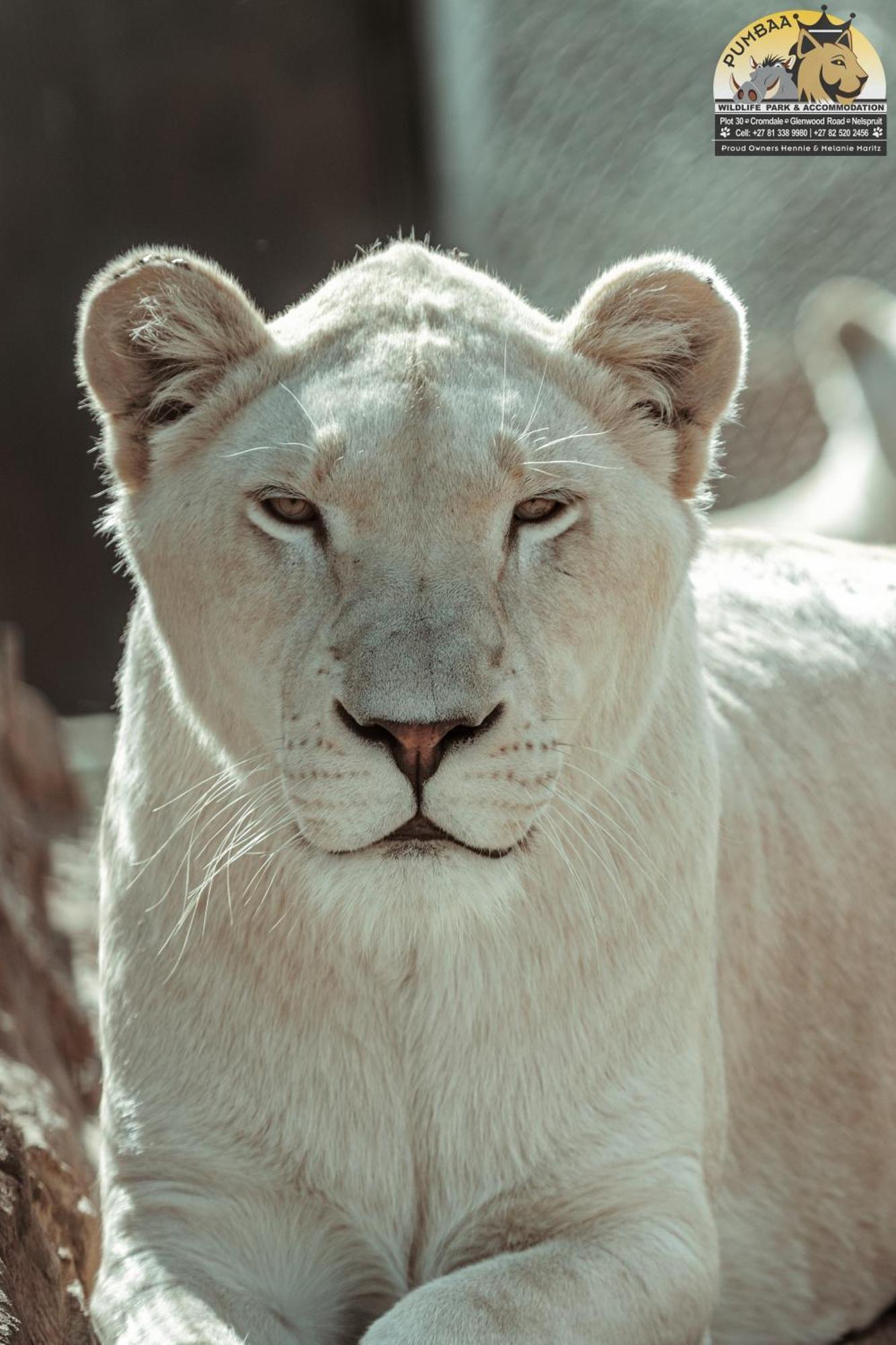 Lions View Accommodation Mbombela Esterno foto