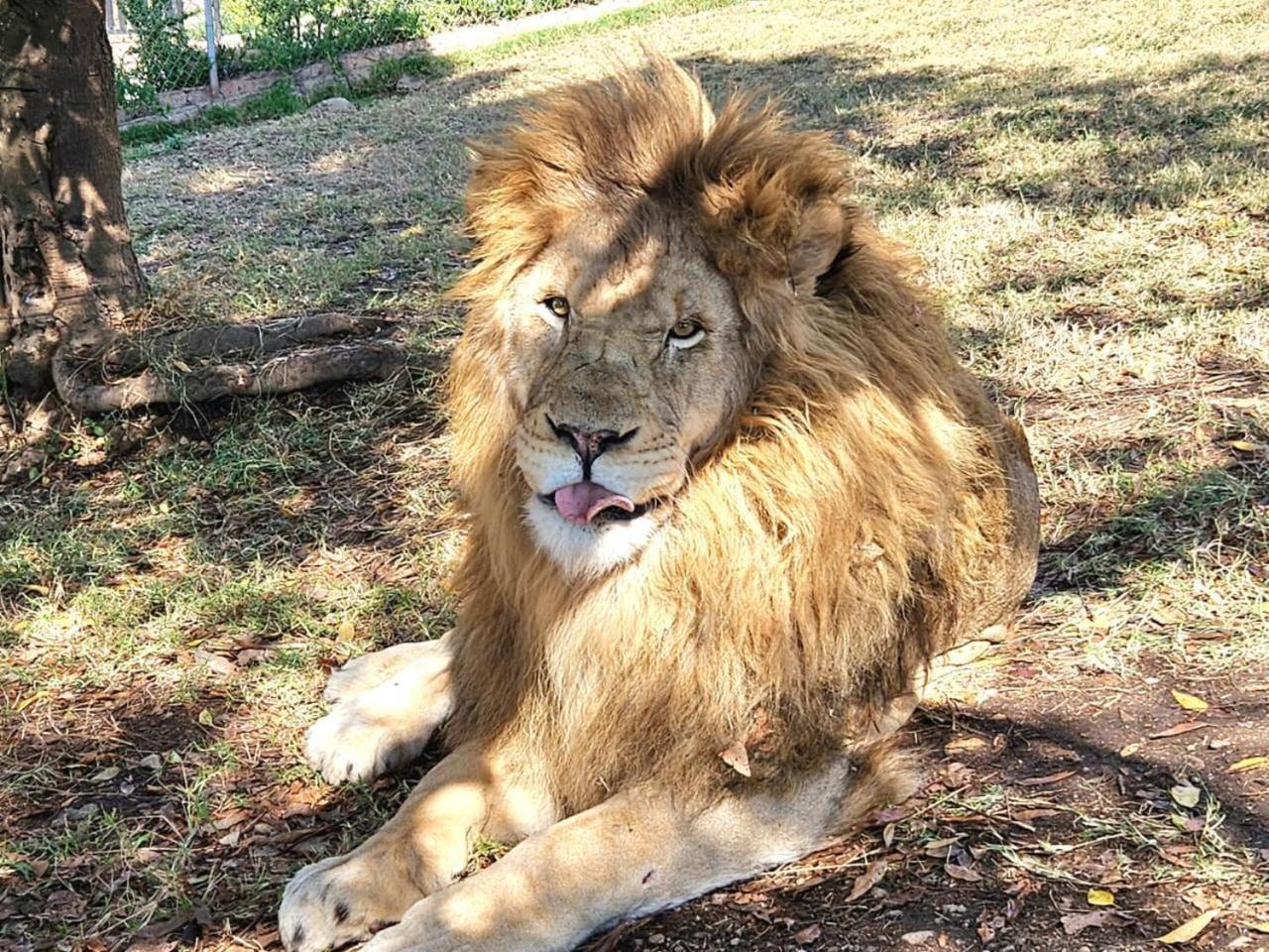 Lions View Accommodation Mbombela Esterno foto